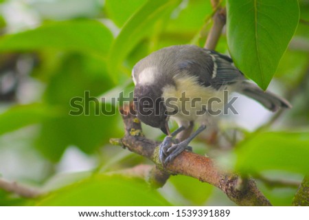 Male Parus major, Greattit eating a sunflower seed on a branch in Spring.