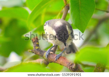 Male Parus major, Greattit eating a sunflower seed on a branch in Spring.