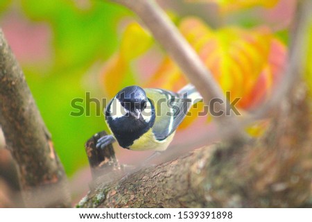 Male Parus major, Greattit sitting on a branch in Autumn