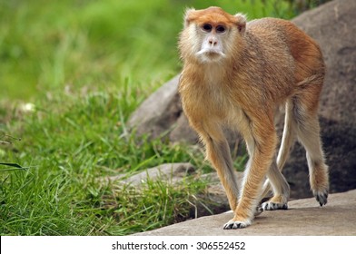 Male Patas Monkey patrolling his territory, Woodland Park Zoo, Seattle, Washington