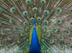 Male Peacock With Colorful Blue, Green, And Bronze Feathers Elevated In Courtship Is Staring Straight Ahead.