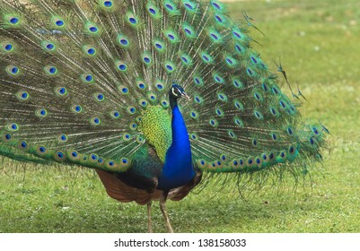 male peacock displaying his tail feathers