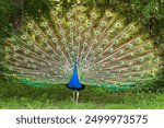 A male peacock with the fanned-out wheel of its tail feathers during courtship