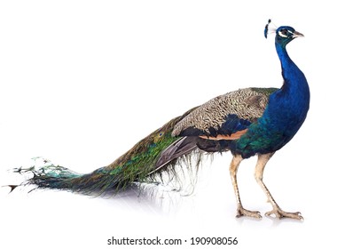 male peacock in front of white background - Shutterstock ID 190908056