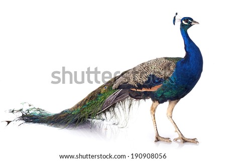 male peacock in front of white background