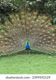 Male peacock in a green field, his tail spread out in a fan of iridescent feathers