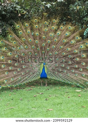 Male peacock in a green field, his tail spread out in a fan of iridescent feathers