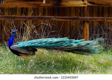 Male Peacock Mating Call During Spring Mating Season