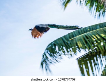 A male peacock and a palm tree in Sri Lanka
