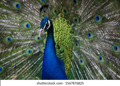 Male peacock (Pavo cristatus) displaying tail feathers Stock Photo