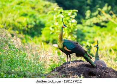 Male Peacock show with spread wings in profile - Shutterstock ID 1281199012