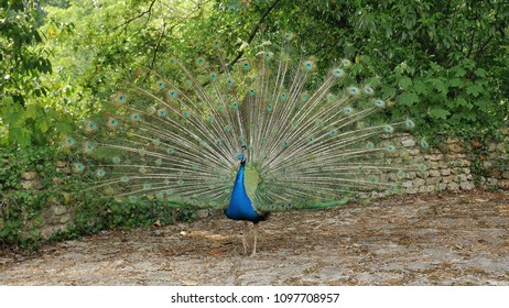 Male Peacock Showing Off Feather, France