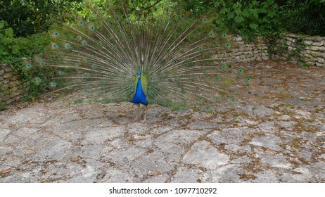 Male Peacock Showing Off Feather, France