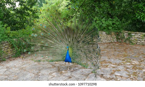 Male Peacock Showing Off Feather, France