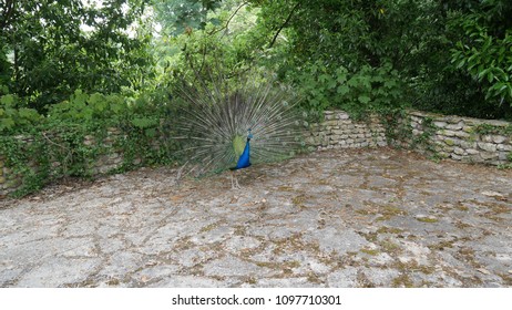 Male Peacock Showing Off Feather, France