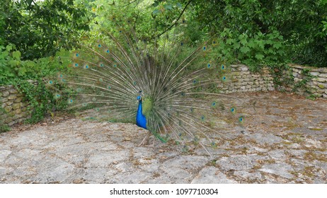 Male Peacock Showing Off Feather, France