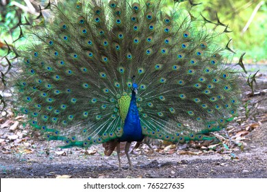 Peacock Male Images Stock Photos Vectors Shutterstock