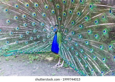 A Male Peacock With A Tail. Exotic Bird.