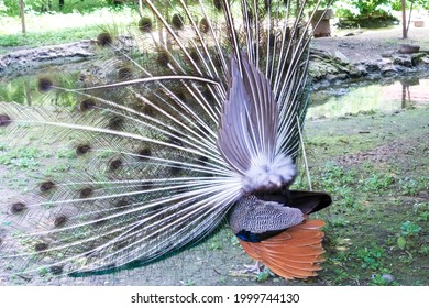 A Male Peacock With A Tail. Exotic Bird.