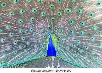 A Male Peacock With A Tail. Exotic Bird.