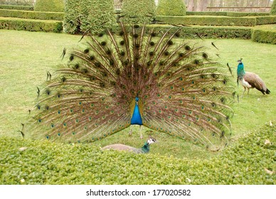 A Male Peacock Trying To Attract Female One