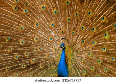 A male peacock with the wheel of his tail feathers fanned out during courtship display