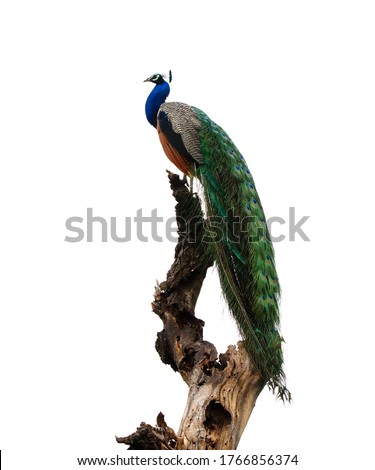 Male peafowl are referred to as peacocks, one of the most beautiful birds.