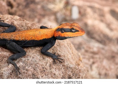 Male Peninsular Rock Agama Lizard.