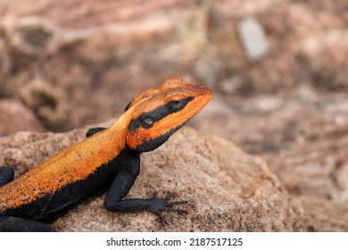 Male Peninsular Rock Agama Lizard.