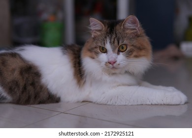 Male Persian Cat With Calico Colored Fur Playing On The Porch