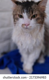 Male Persian Cat With Calico Colored Fur Playing On The Porch