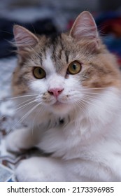 Male Persian Cat With Calico Colored Fur Playing On The Porch