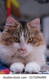 Male Persian Cat With Calico Colored Fur Playing On The Porch