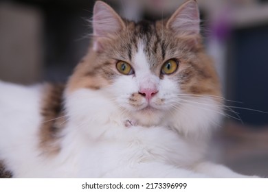 Male Persian Cat With Calico Colored Fur Playing On The Porch