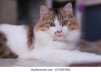 Male Persian Cat With Calico Colored Fur Playing On The Porch