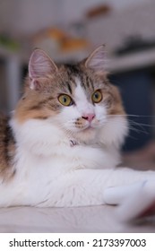 Male Persian Cat With Calico Colored Fur Playing On The Porch