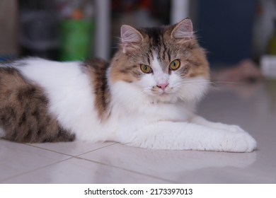 Male Persian Cat With Calico Colored Fur Playing On The Porch