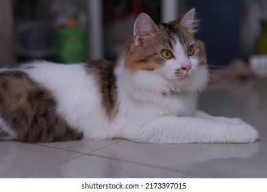 Male Persian Cat With Calico Colored Fur Playing On The Porch