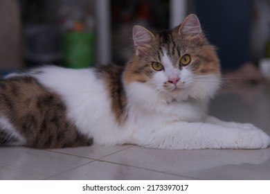 Male Persian Cat With Calico Colored Fur Playing On The Porch