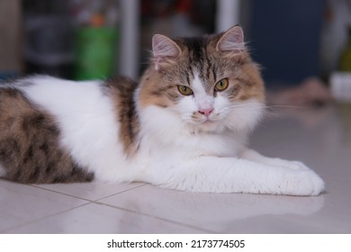 Male Persian Cat With Calico Colored Fur Playing On The Porch