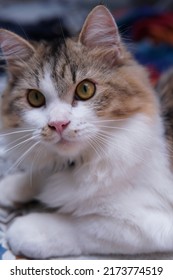 Male Persian Cat With Calico Colored Fur Playing On The Porch