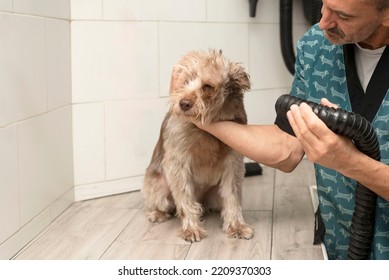 Male Pet Groomer Blow Drying A Dog