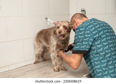 Male Pet Groomer Dry Dog Fur With A Hair Dryer