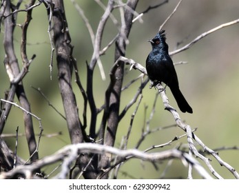 Male Phainopepla In A Bush