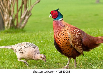 Male pheasant admiring pecking female