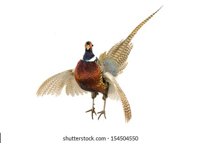 Male Pheasant (Phasianus colchicus) with wings outstretched in strut, isolated on white
