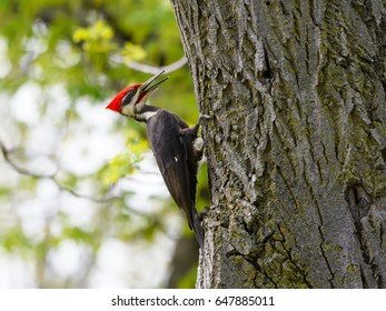 Male Pileated Woodpecker - Shutterstock ID 647885011
