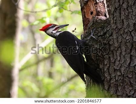 Male Pileated Woodpecker pecking on tree.