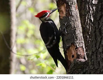 Male Pileated Woodpecker perched on a tree. - Shutterstock ID 2201846111