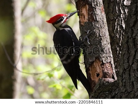 Male Pileated Woodpecker perched on a tree.